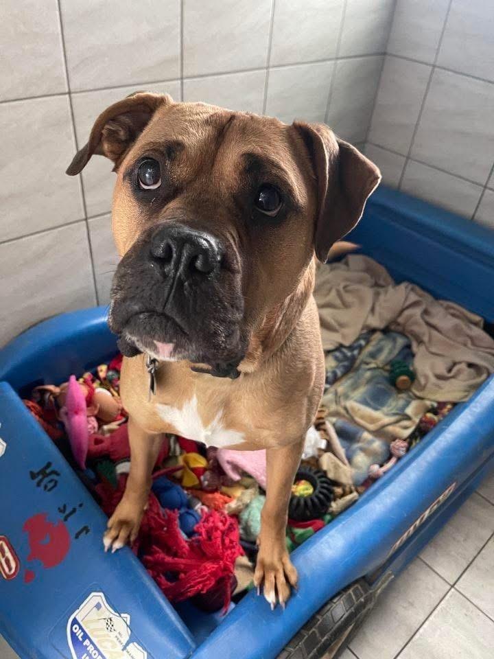 Bo Jangles thumbnail 4