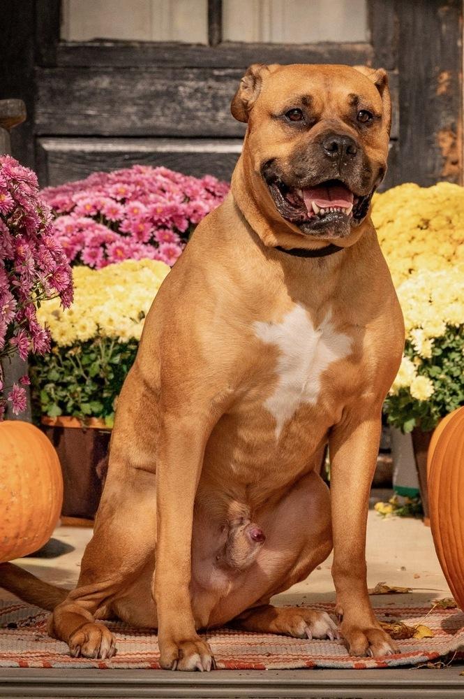 Enlarge Bo Jangles, a Adoptable mixed breed in Xenia, OH image 4/6