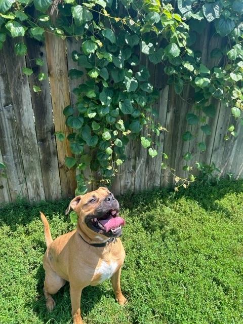Enlarge Bo Jangles, a Adoptable mixed breed in Xenia, OH image 5/6