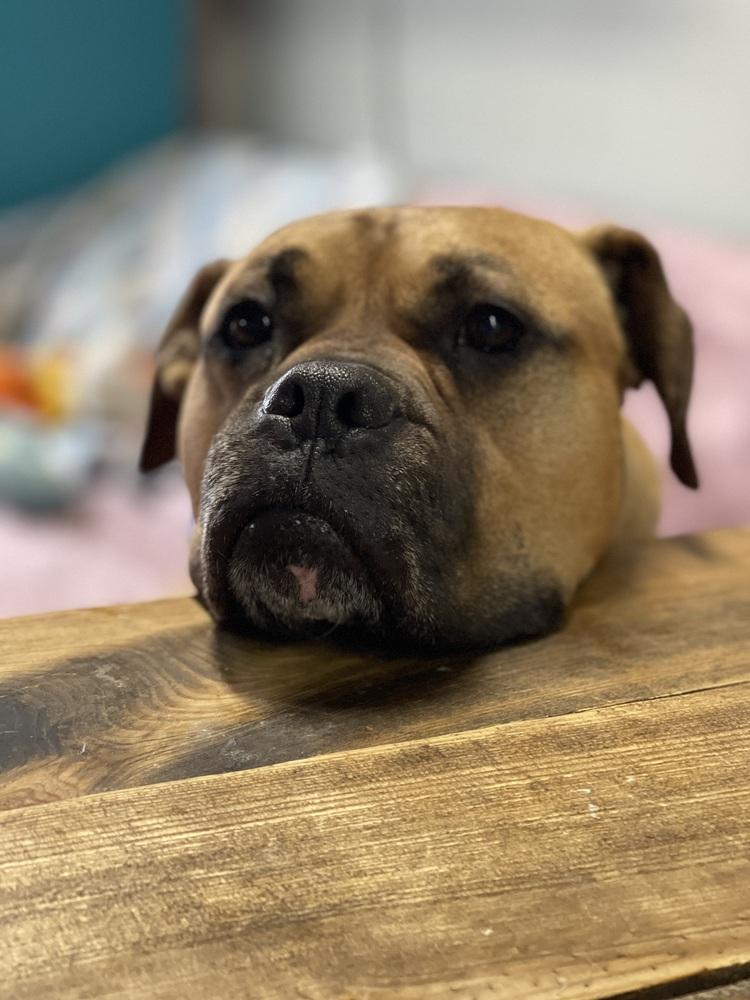 Enlarge Bo Jangles, a Adoptable mixed breed in Xenia, OH image 5/6