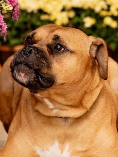 Bo Jangles thumbnail 5