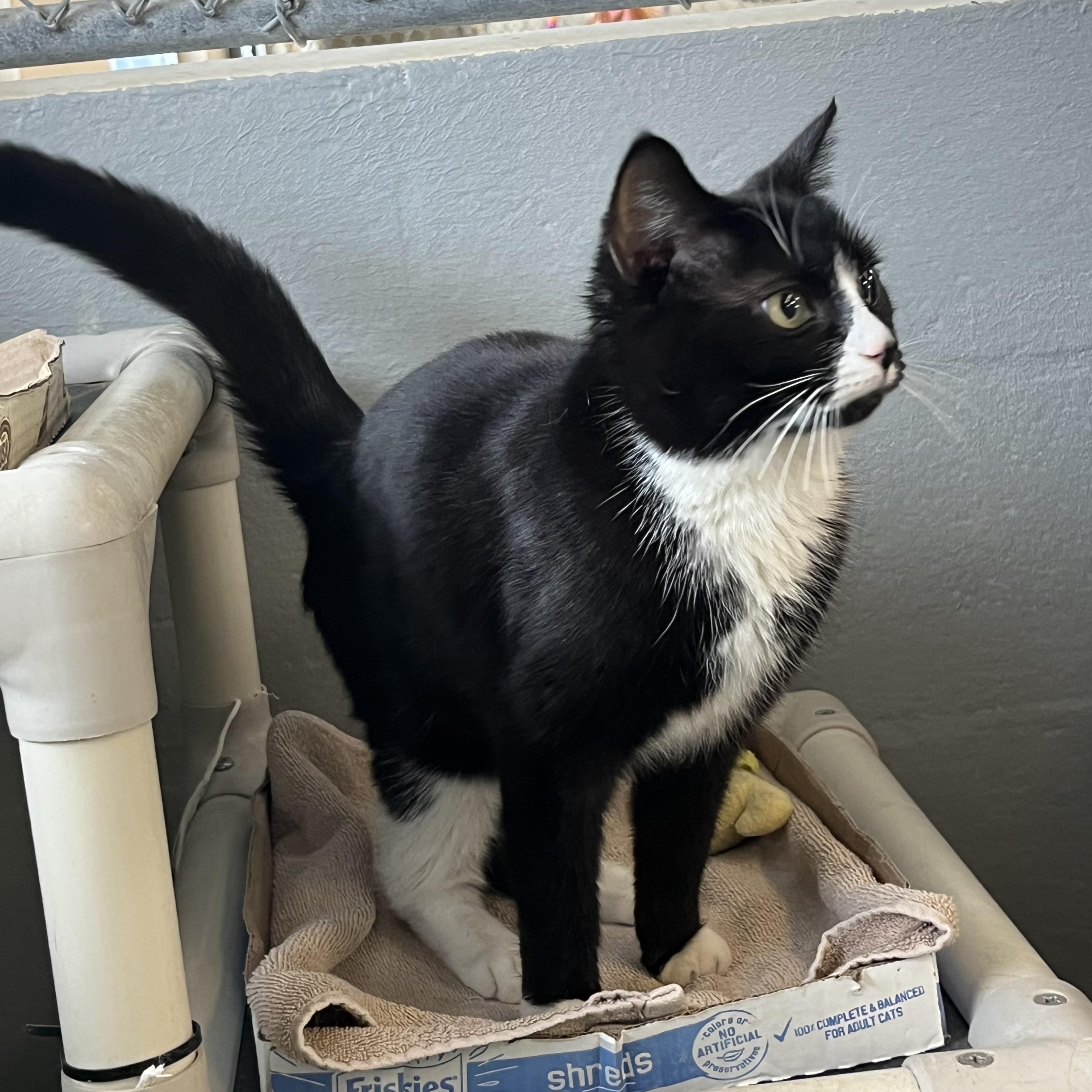 Enlarge Gemma, an adopted mixed breed in Mendham, NJ image 2/5