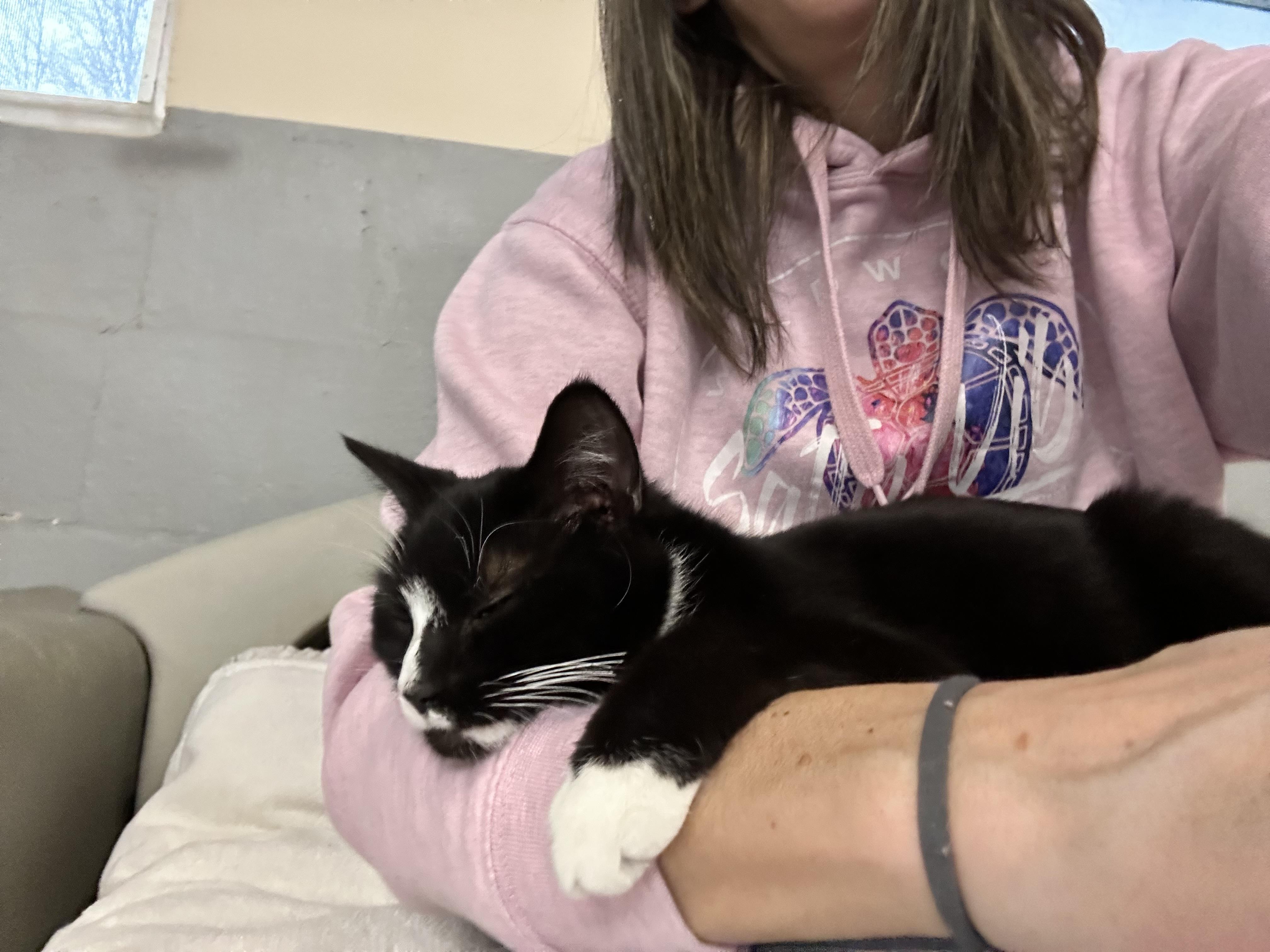 Enlarge Gemma, an adopted mixed breed in Mendham, NJ image 4/5