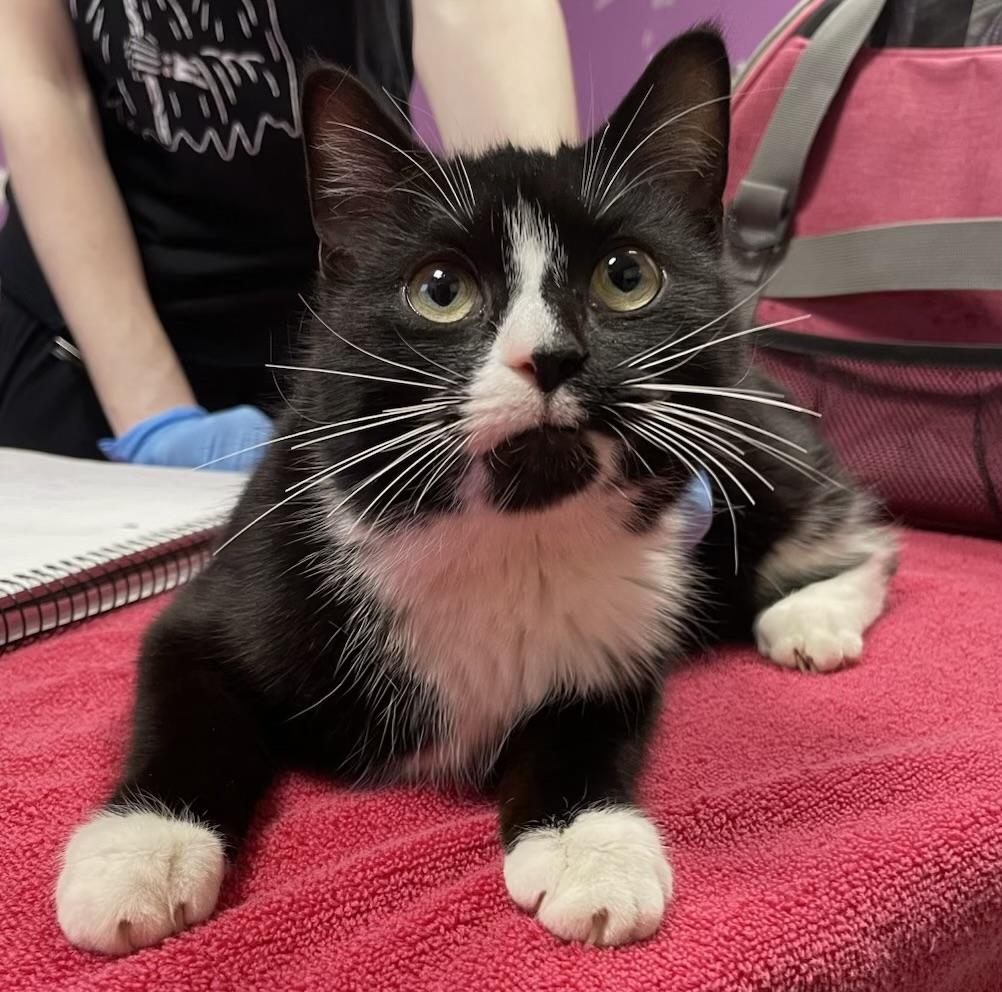 Gemma, adopted, Young Female Domestic Short Hair & Tuxedo.