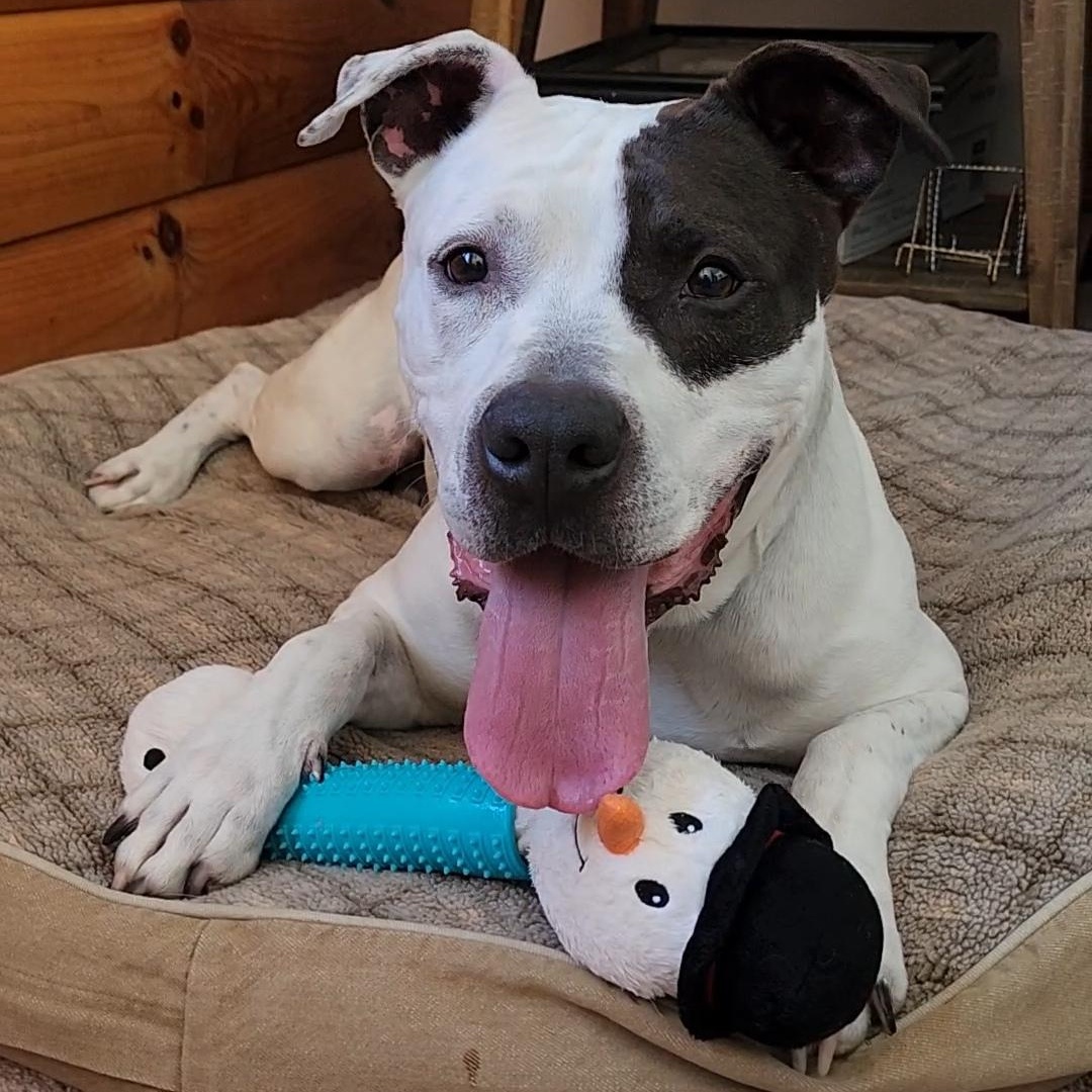 Bandit, Adoptable, Adult Male Pit Bull Terrier & Pointer.