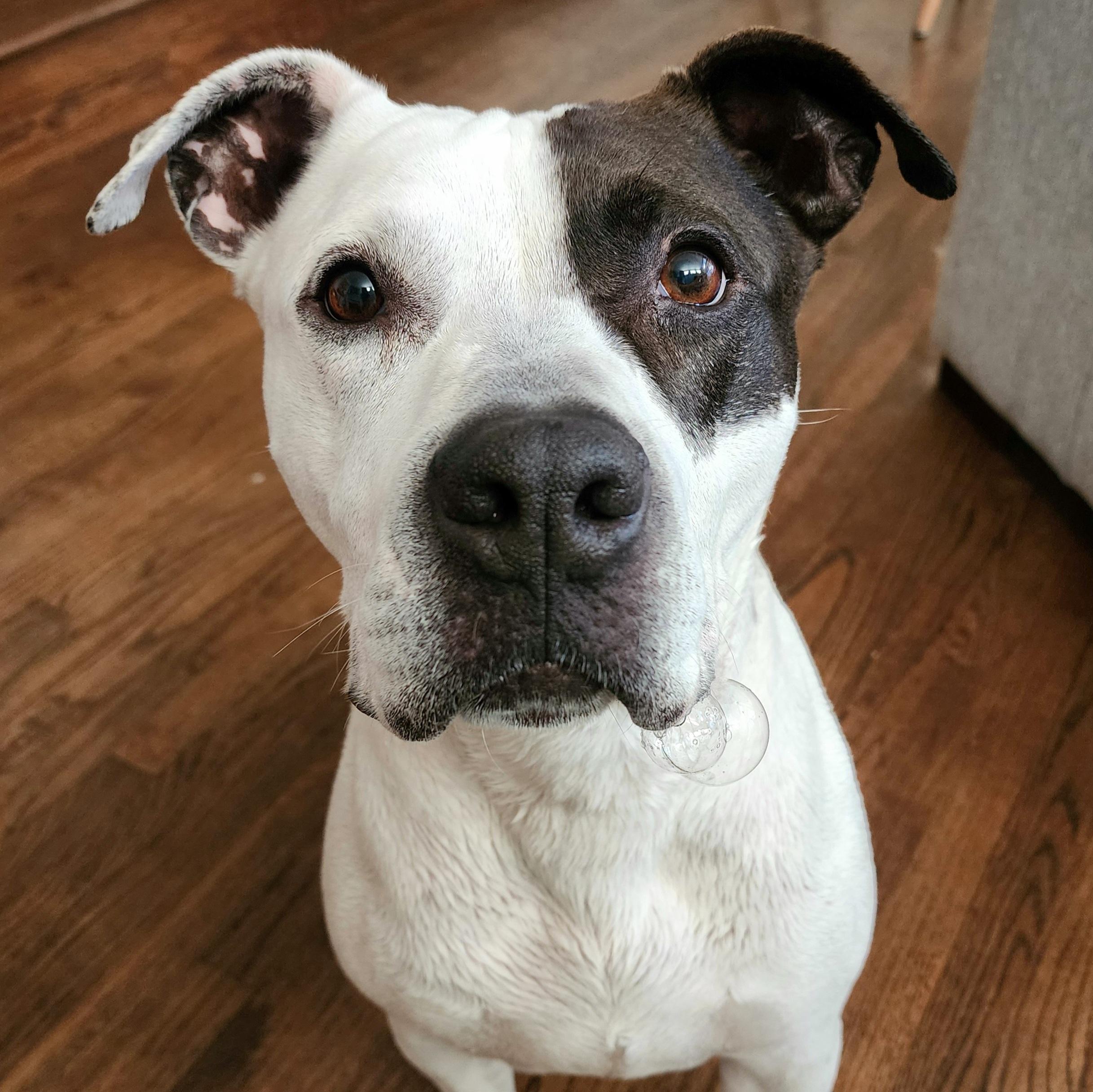 Bandit, a Adoptable mixed breed in Darien Center, NY image 2/6