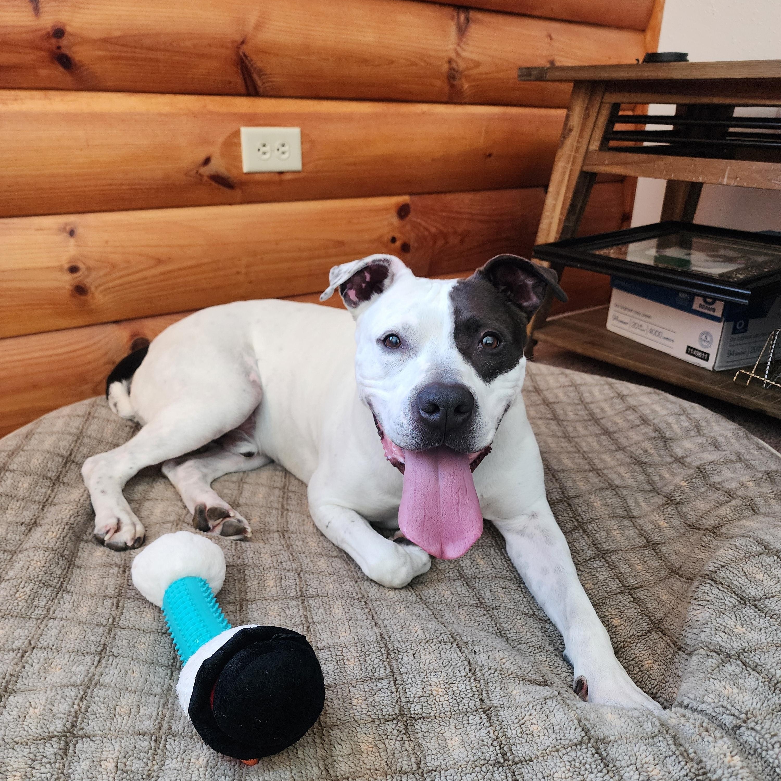 Bandit, a Adoptable mixed breed in Darien Center, NY image 6/6