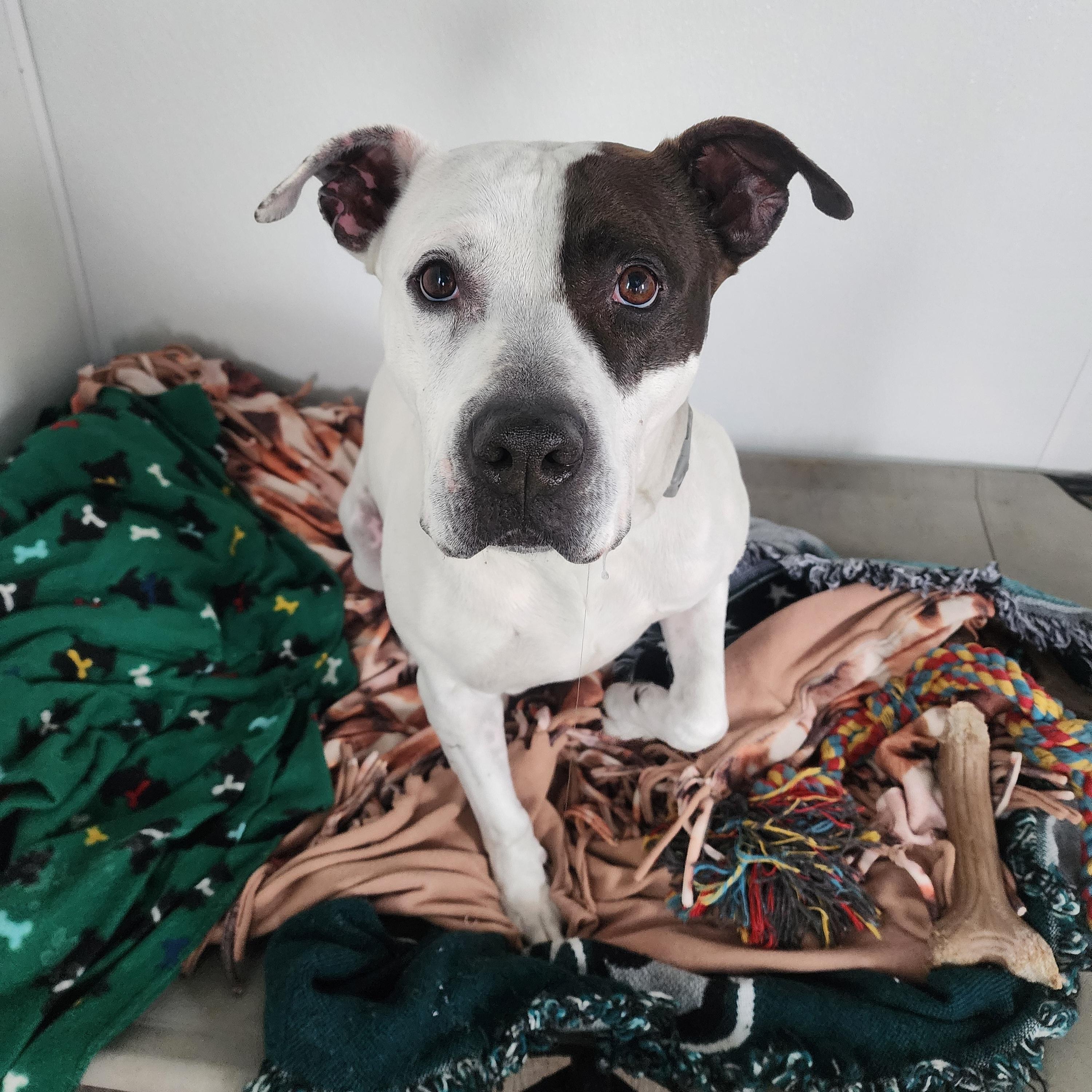 Bandit, a Adoptable mixed breed in Darien Center, NY image 5/6