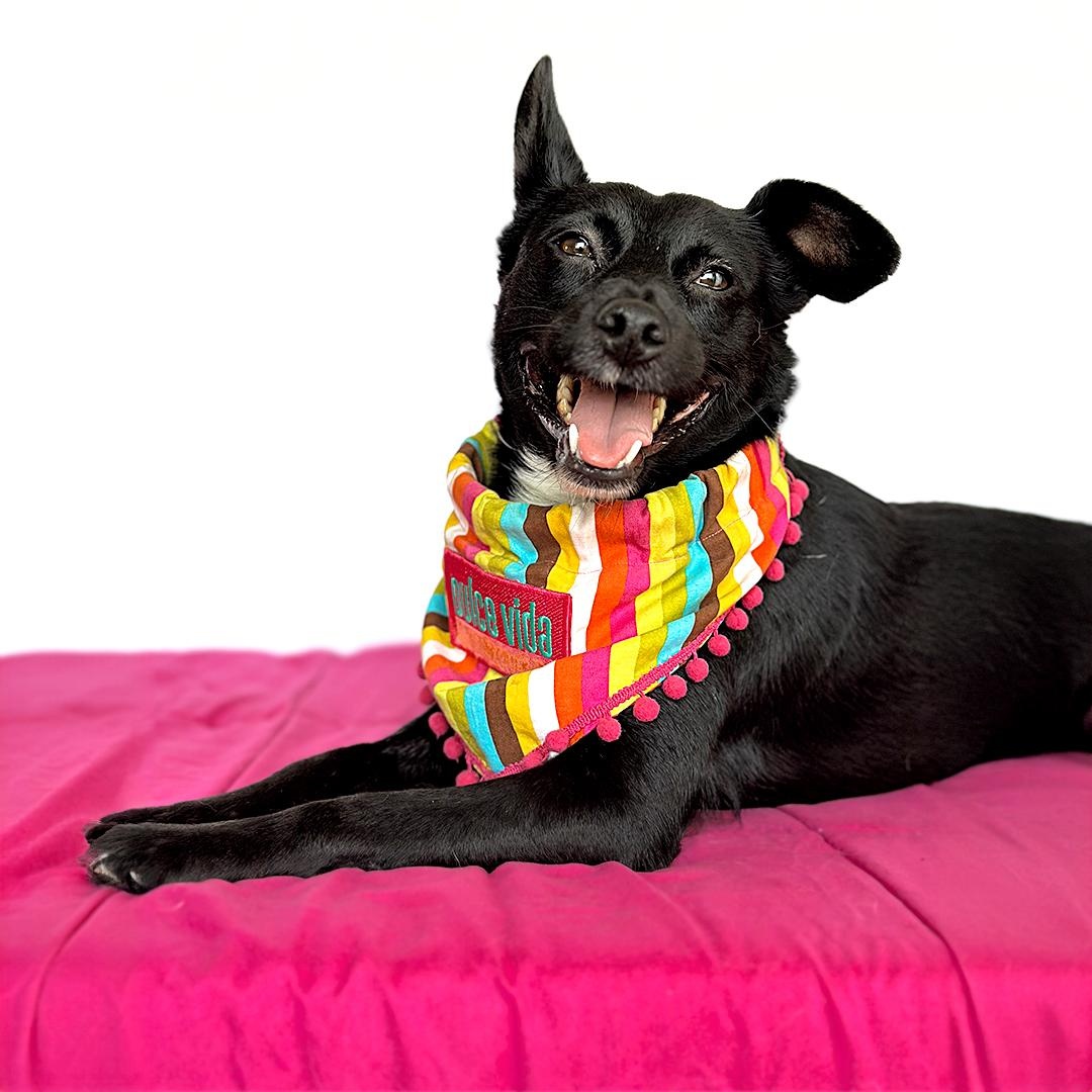 Enlarge CANDY, a Adoptable mixed breed in San Diego, CA image 1/4