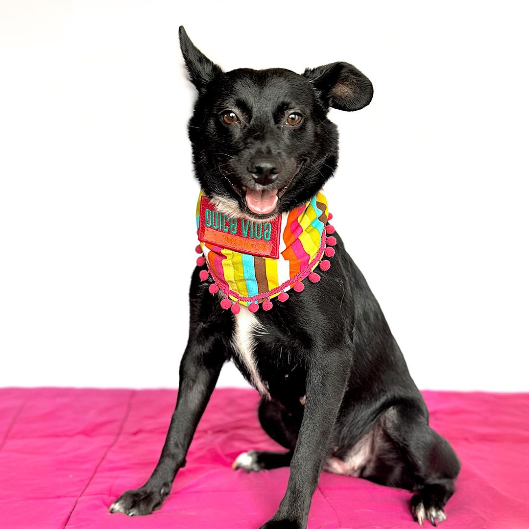 Enlarge CANDY, a Adoptable mixed breed in San Diego, CA image 2/4