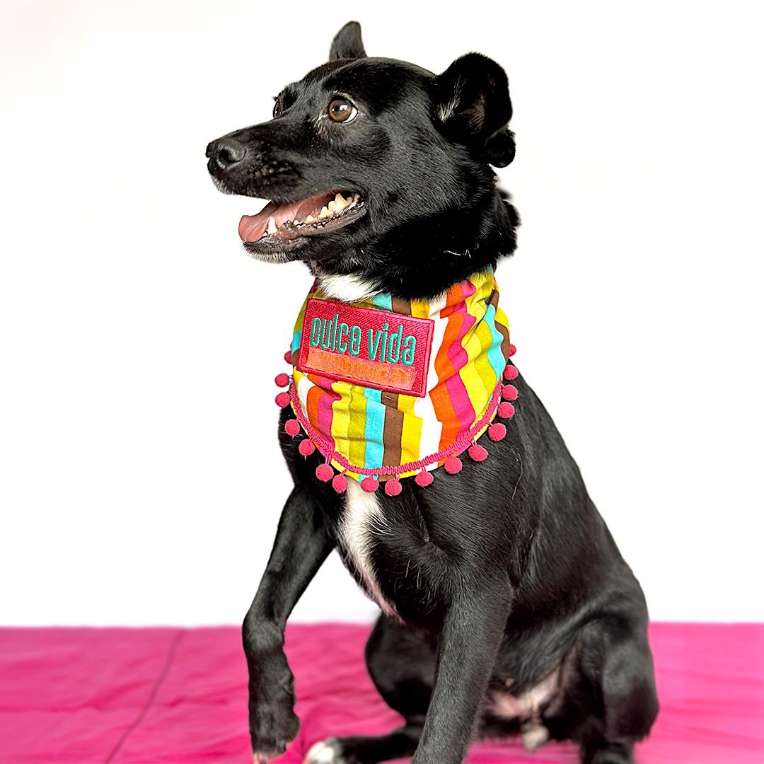 Enlarge CANDY, a Adoptable mixed breed in San Diego, CA image 3/4