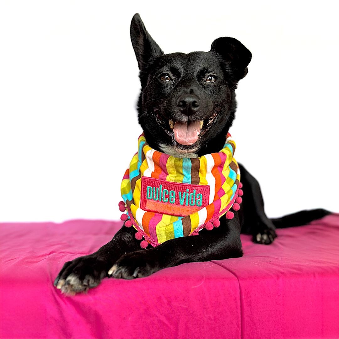 Enlarge CANDY, a Adoptable mixed breed in San Diego, CA image 4/4