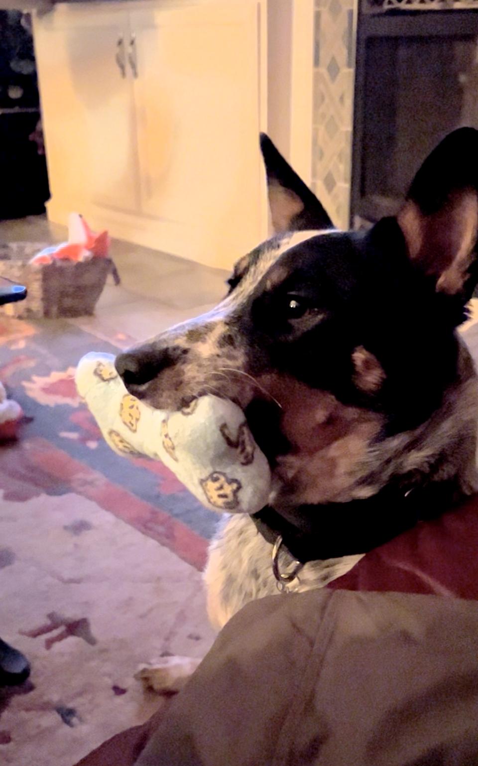 Enlarge Remi, a Adoptable Australian Cattle Dog / Blue Heeler in Elk, WA image 1/2