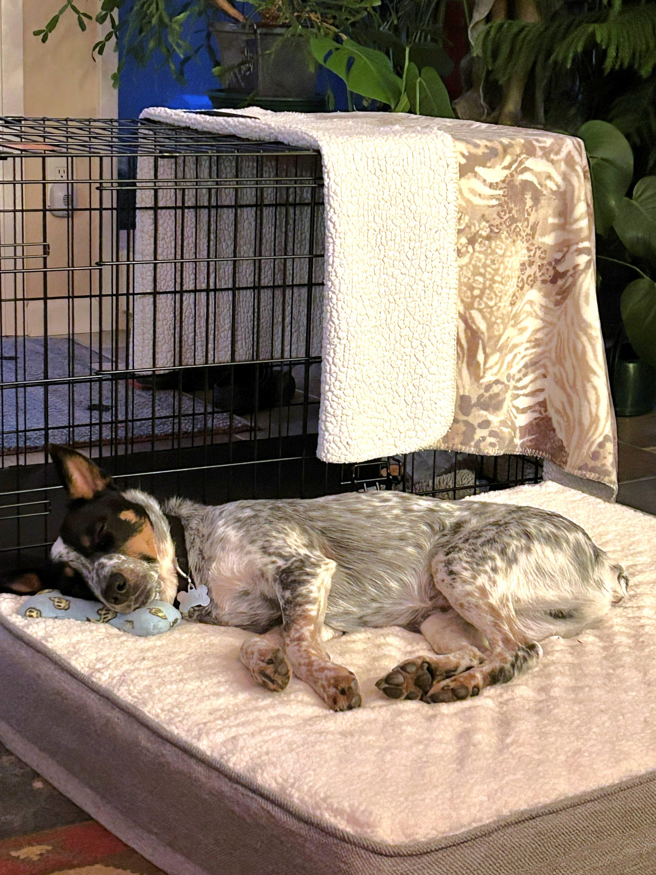 Enlarge Remi, a Adoptable Australian Cattle Dog / Blue Heeler in Elk, WA image 2/2