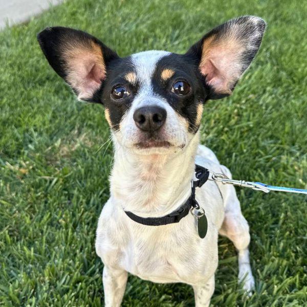 Mareep, Adoptable, Adult Male Chihuahua.