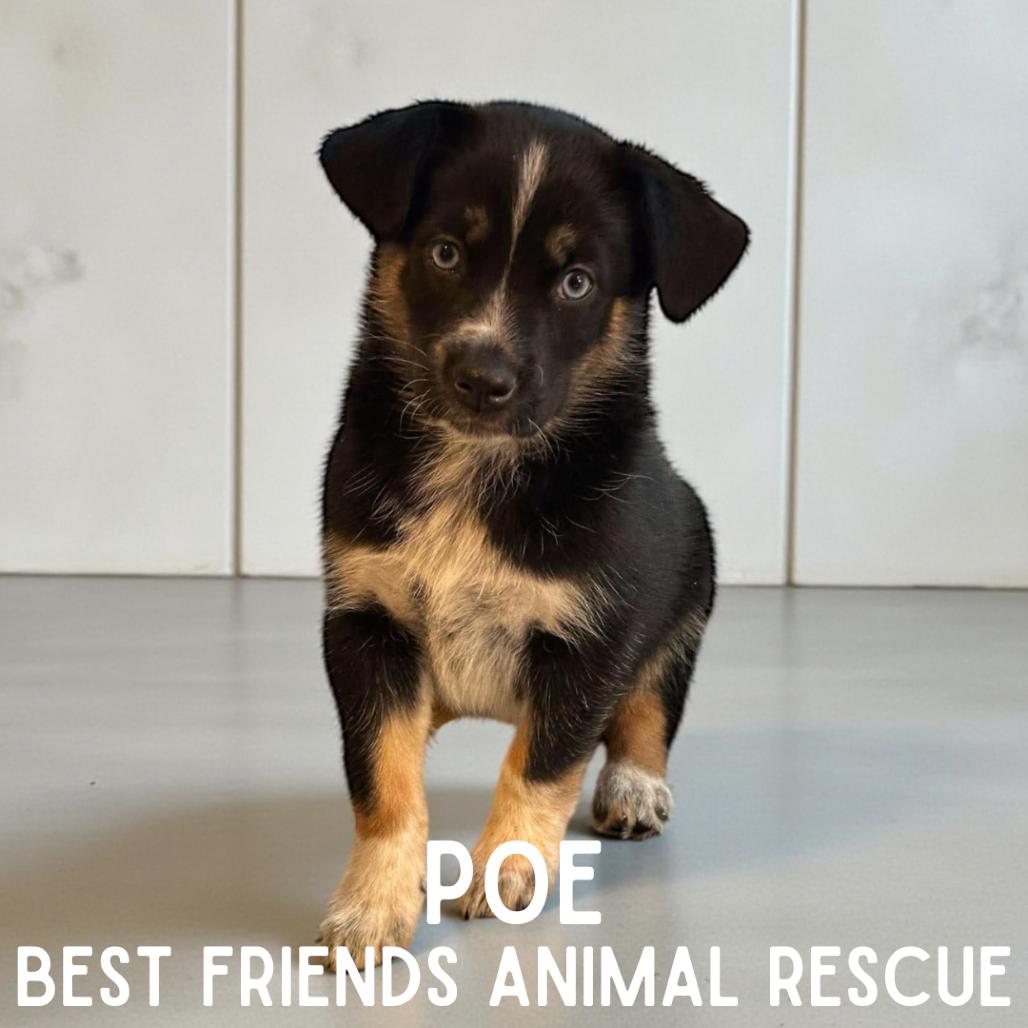 Enlarge Poe, a Adoptable German Shepherd Dog in Wasilla, AK image 1/1