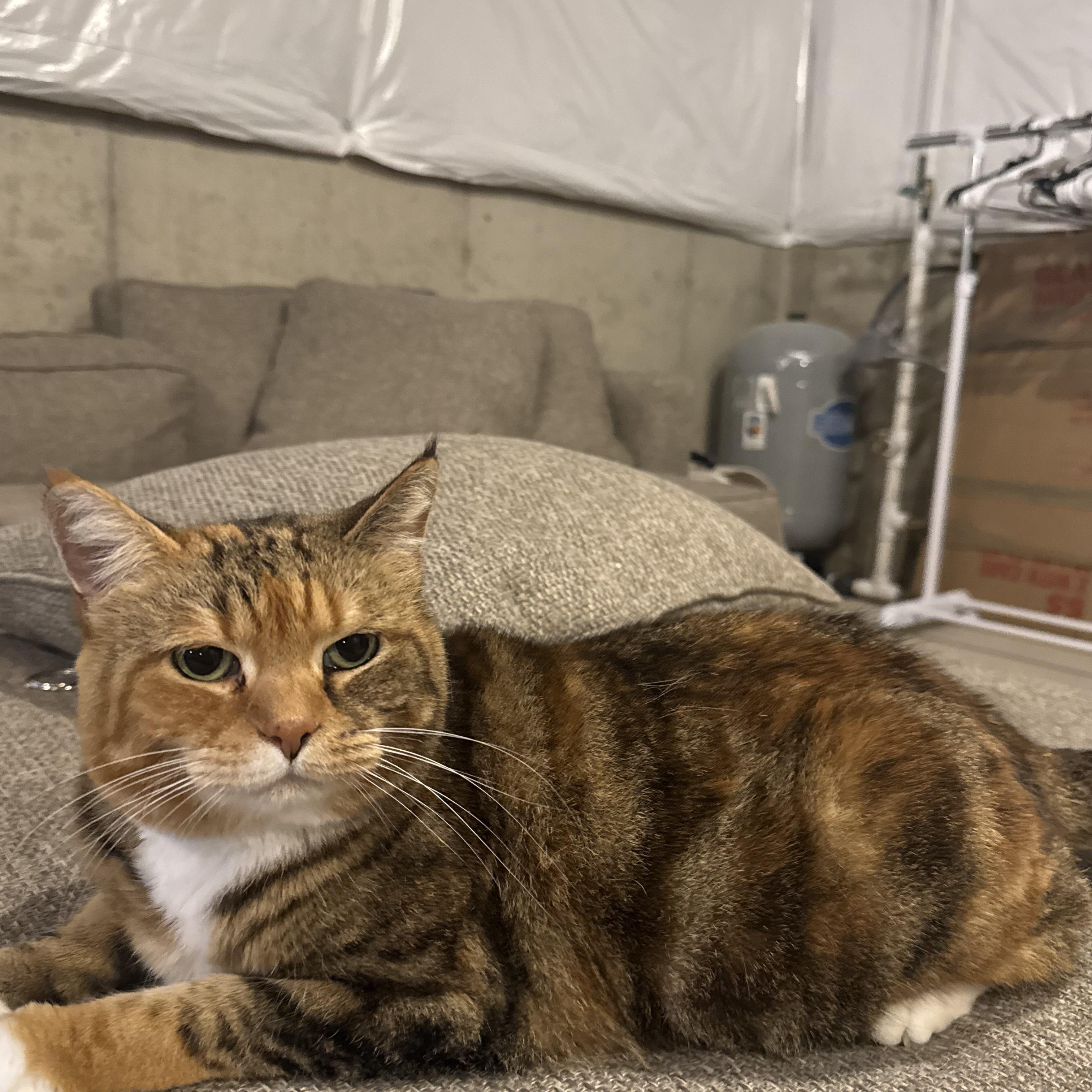 Dill and Faye, Adoptable, Adult Female Calico.