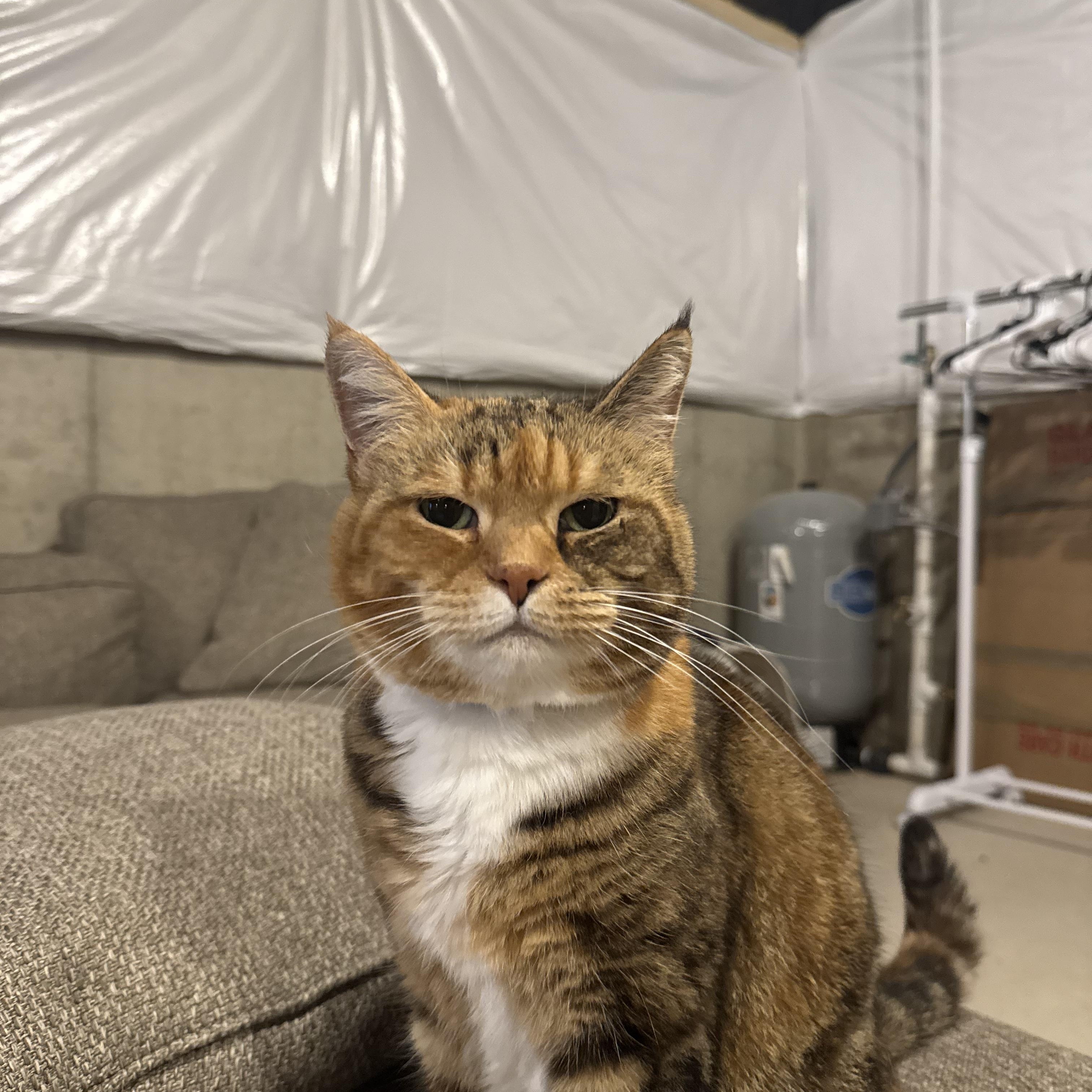 Enlarge Dill and Faye, a Adoptable Calico in Richland , MI image 2/4
