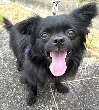 Miguel, ADOPTABLE, Adult Male Papillon & Chihuahua.