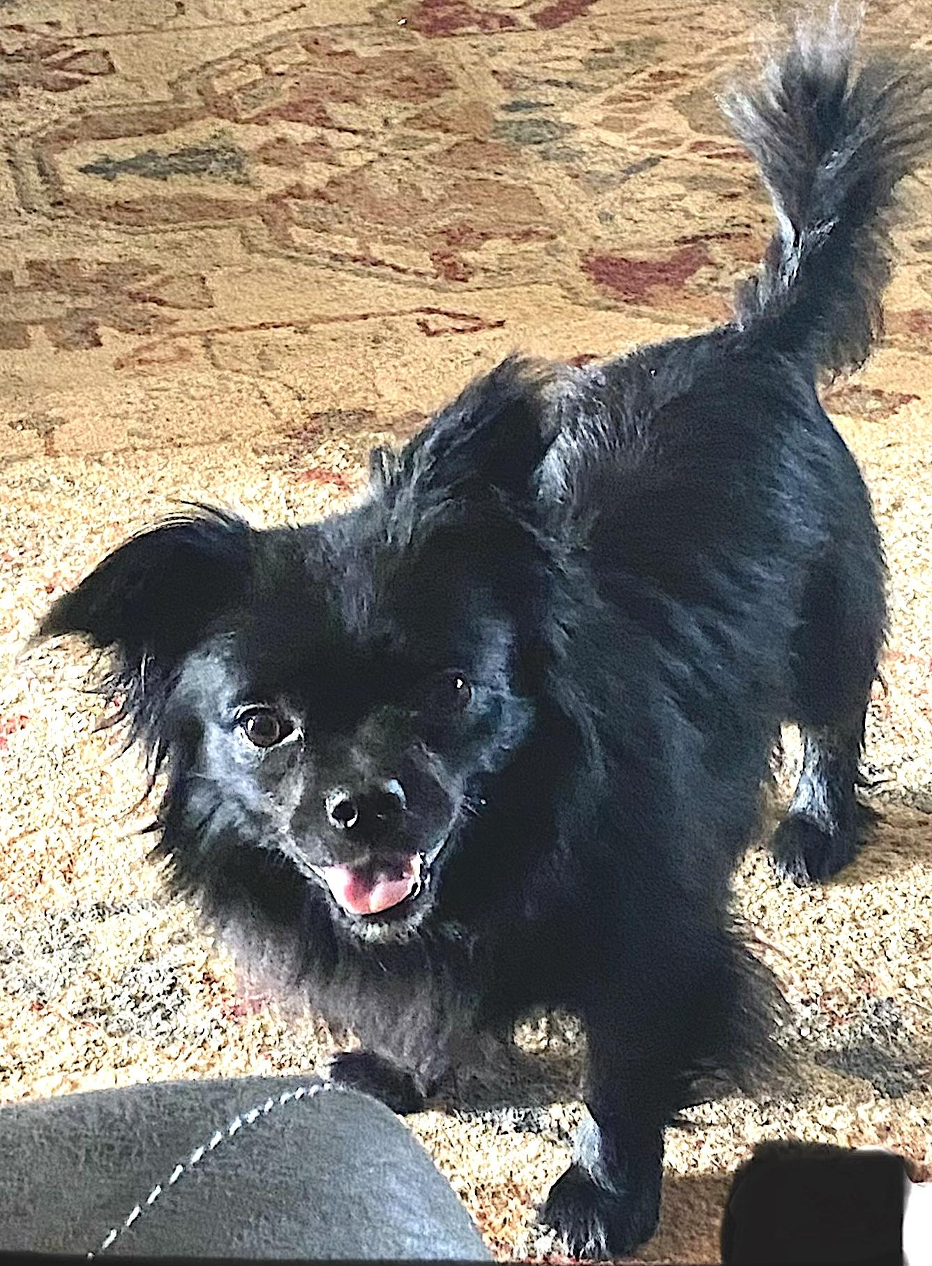 Miguel, a ADOPTABLE mixed breed in Mount Airy, NC image 1/3