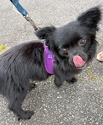 Miguel, a ADOPTABLE mixed breed in Mount Airy, NC image 5/5