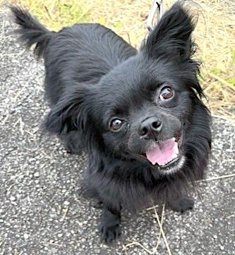 Miguel, a ADOPTABLE mixed breed in Mount Airy, NC image 3/5