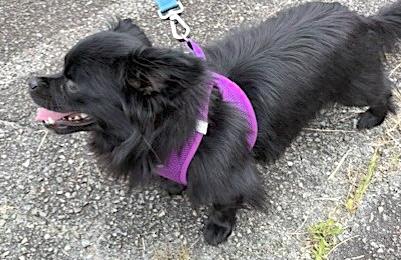 Miguel, a ADOPTABLE mixed breed in Mount Airy, NC image 4/5