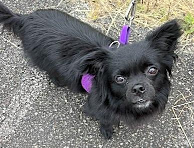 Miguel, a ADOPTABLE mixed breed in Mount Airy, NC image 2/5