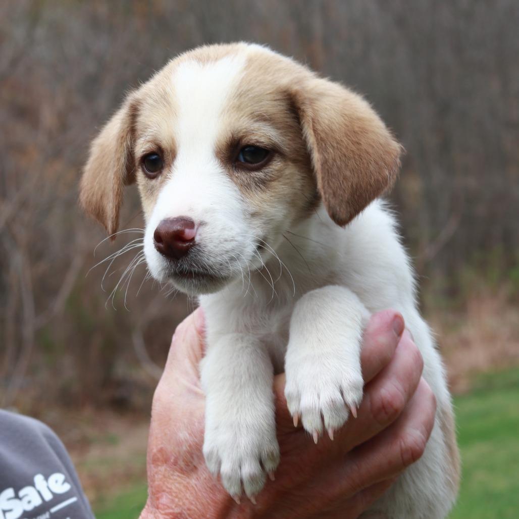 Enlarge CT Gray avail Apr 25 (Ellington Earth Day- Ellington, CT), a Adoptable mixed breed in Stormville, NY image 2/2
