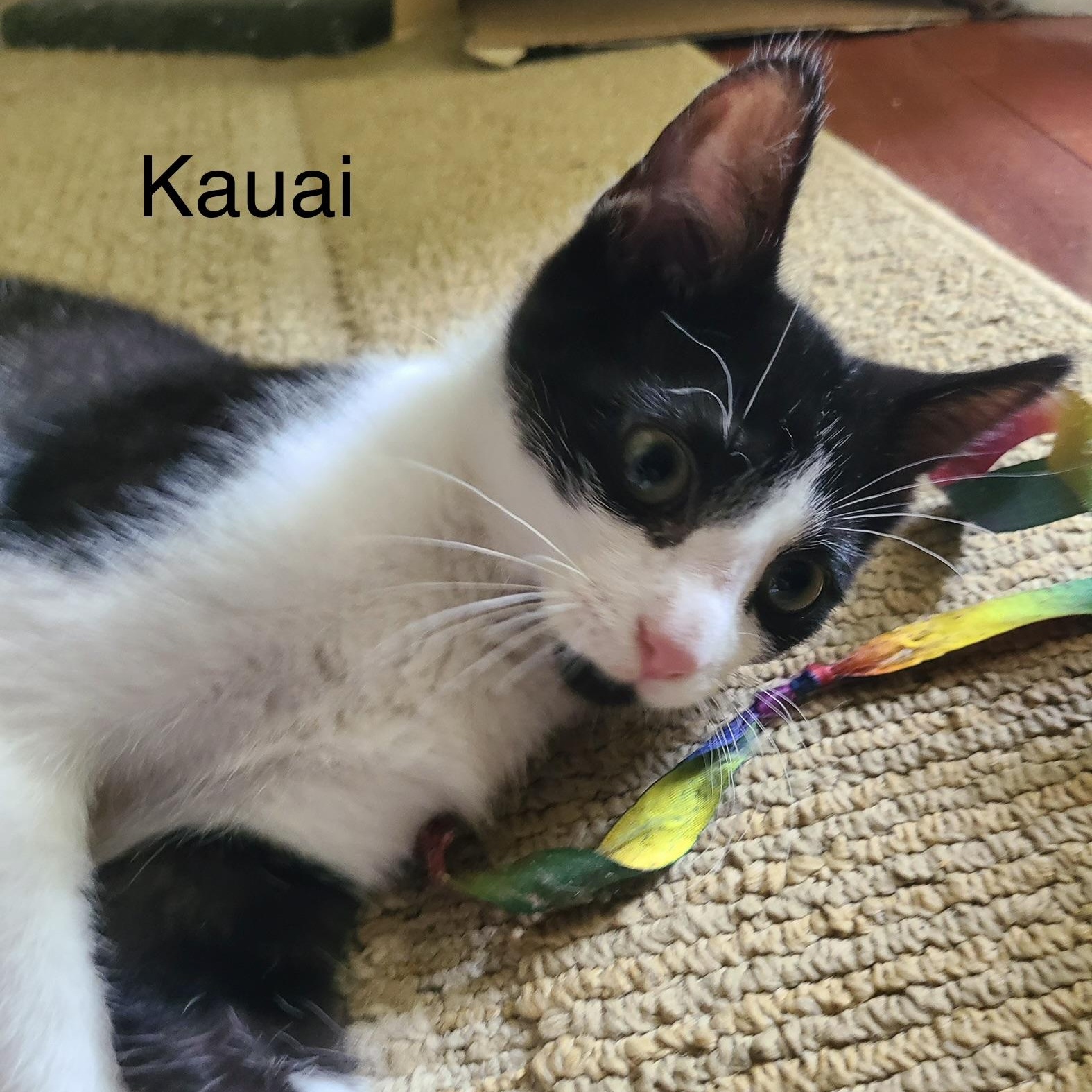 Kauai, a Adoptable Domestic Short Hair in Menasha, WI image 1/3