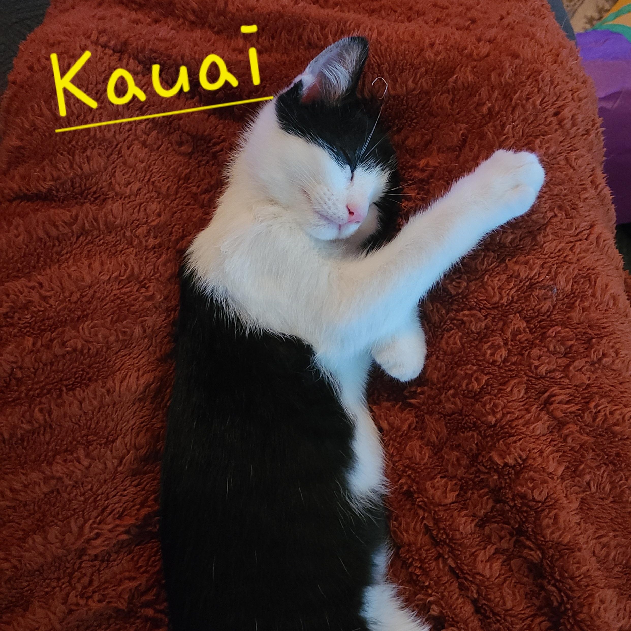 Kauai, a Adoptable Domestic Short Hair in Menasha, WI image 2/3