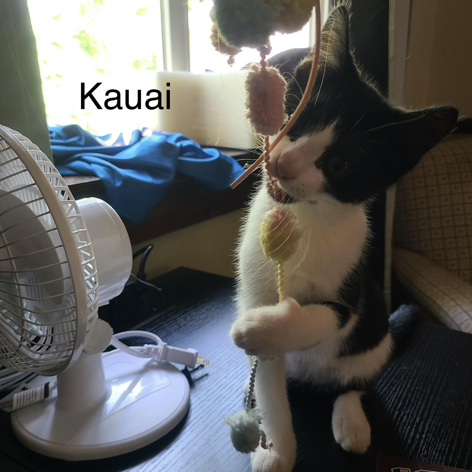 Kauai, a Adoptable Domestic Short Hair in Menasha, WI image 3/3