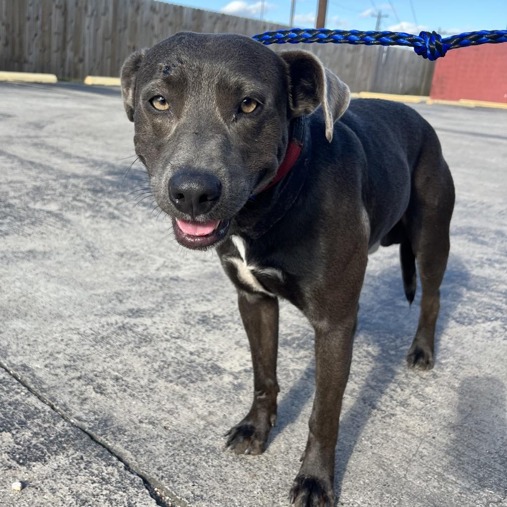 Boomer, Adoptable, Adult Male American Staffordshire Terrier & Mixed Breed.