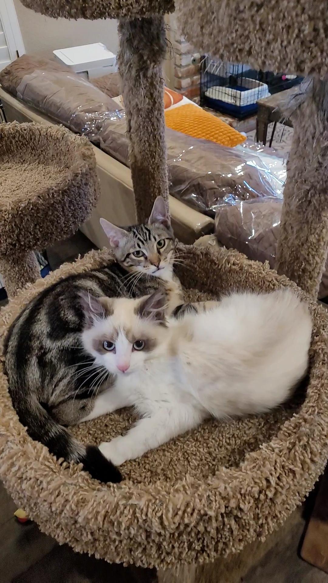 Panda & Snuggles thumbnail 3