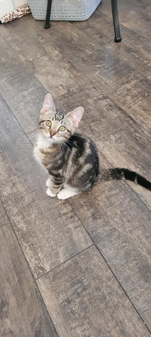 Panda & Snuggles thumbnail 4