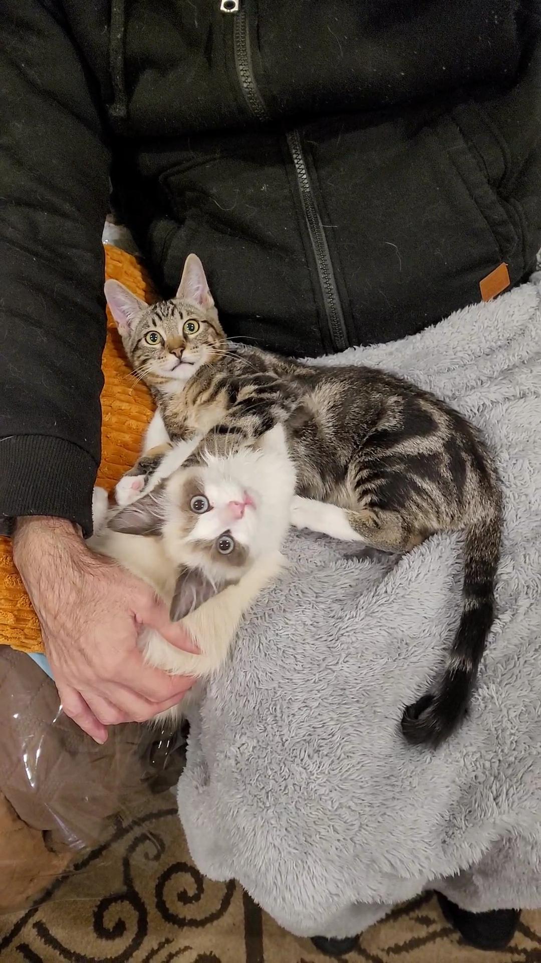 Panda & Snuggles thumbnail 5