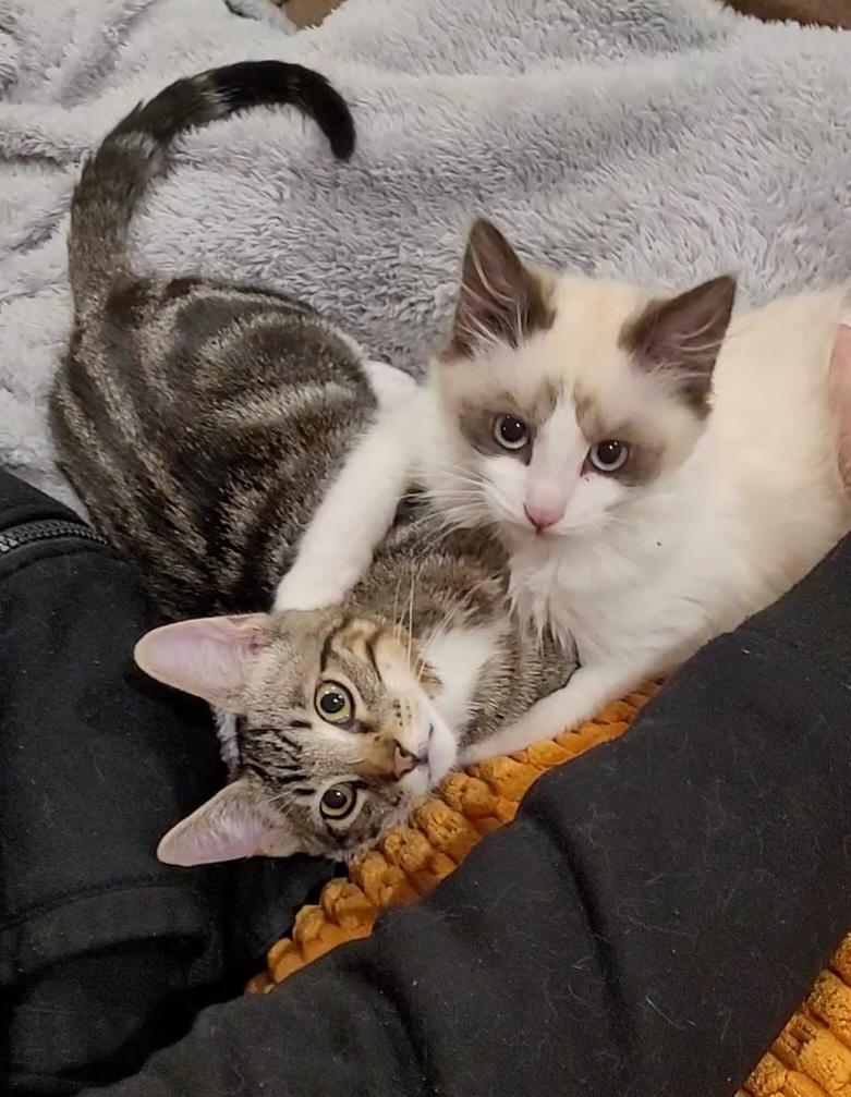 Panda & Snuggles thumbnail 6