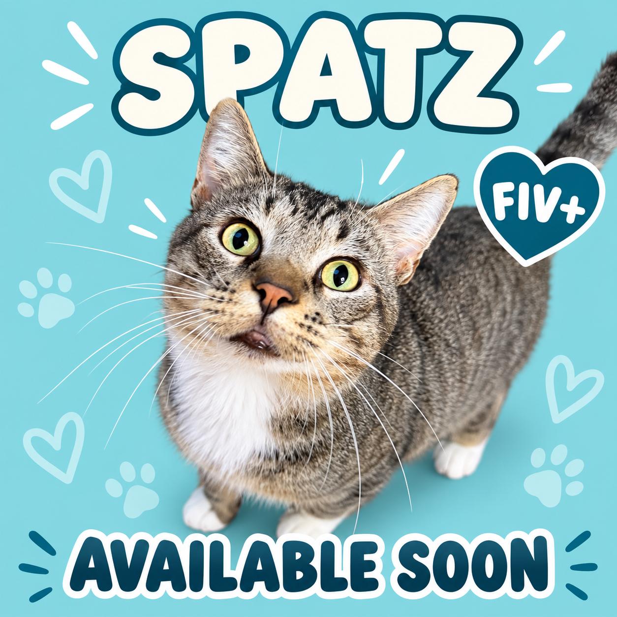 Enlarge Spatz, a Adoptable Domestic Short Hair in Marshall, MO image 1/1