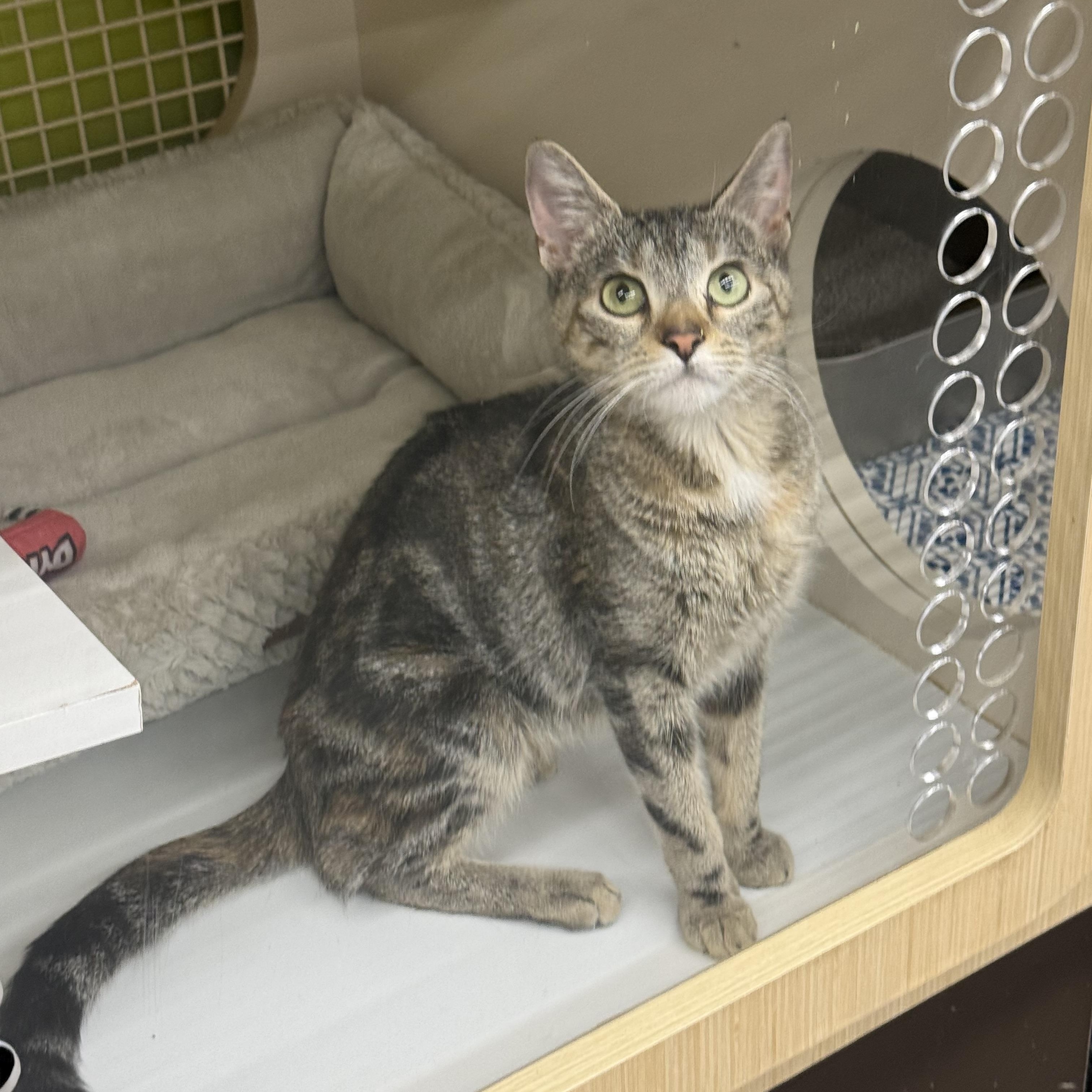 Layla, adopted, Young Female Domestic Short Hair.
