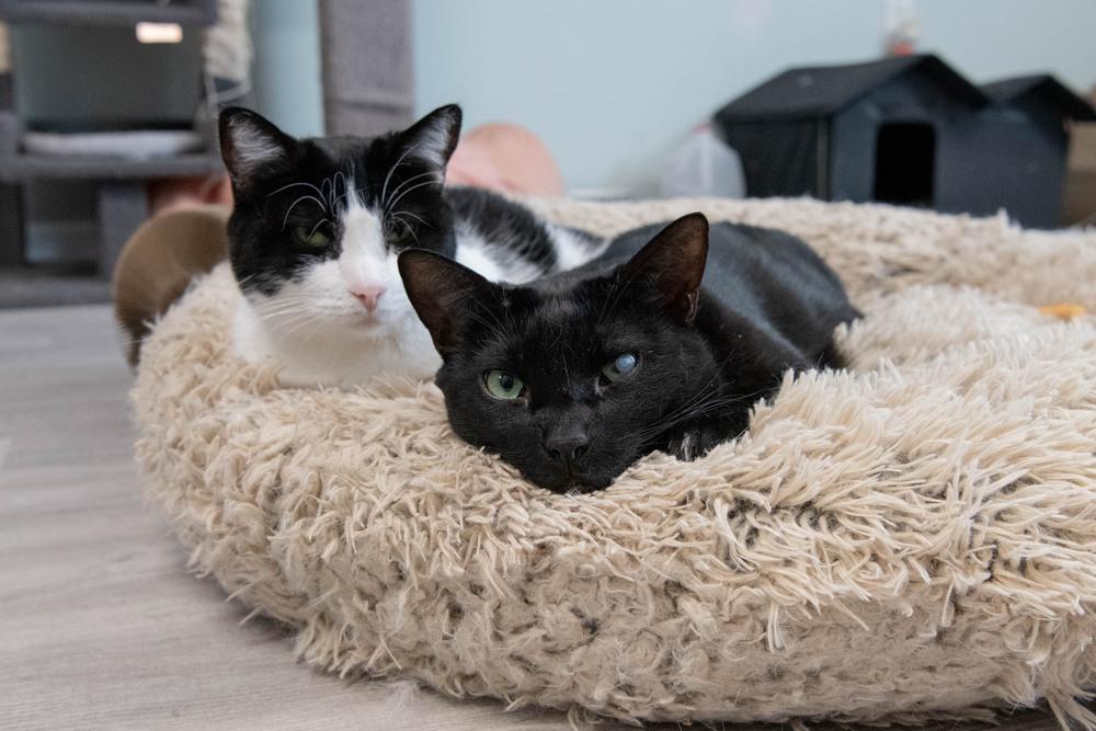 Licorice, Adoptable, Young Male Domestic Short Hair.