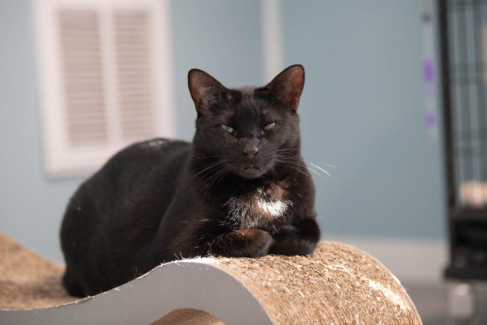 Enlarge Licorice, a Adoptable Domestic Short Hair in Harpers Ferry, WV image 1/6