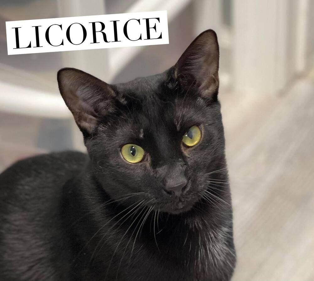 Licorice, Adoptable, Young Male Domestic Short Hair.