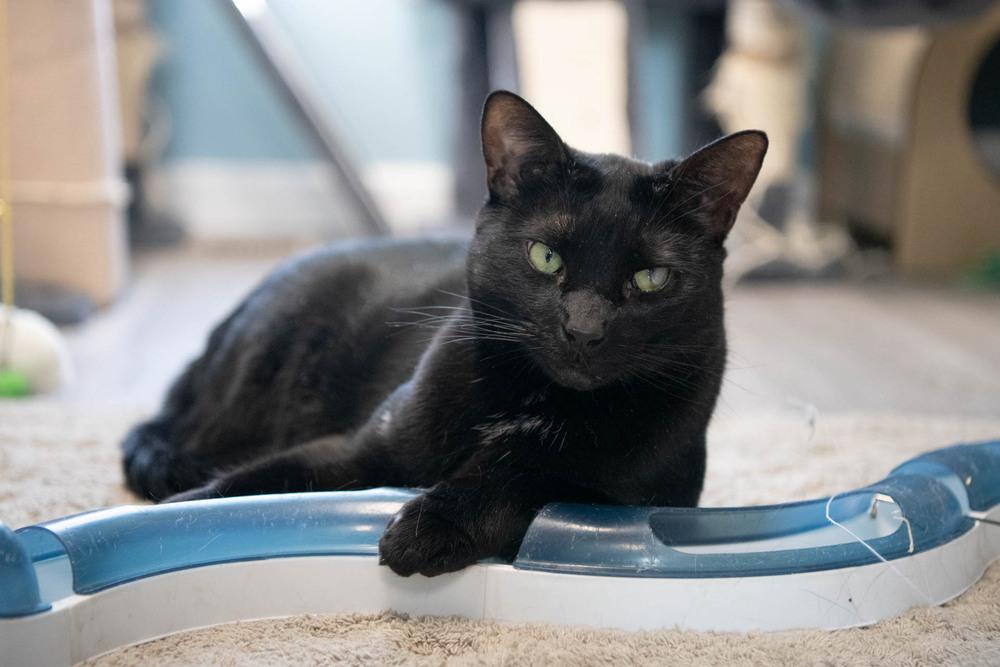 Enlarge Licorice, a Adoptable Domestic Short Hair in Harpers Ferry, WV image 2/6