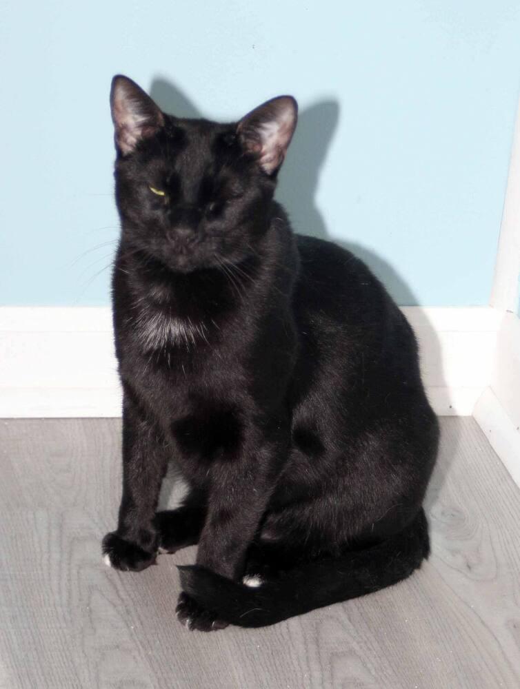 Licorice, a Adoptable Domestic Short Hair in Harpers Ferry, WV image 2/4