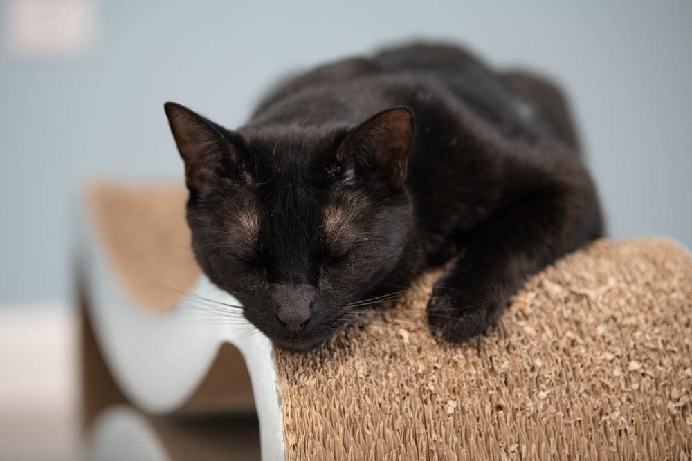 Enlarge Licorice, a Adoptable Domestic Short Hair in Harpers Ferry, WV image 3/6