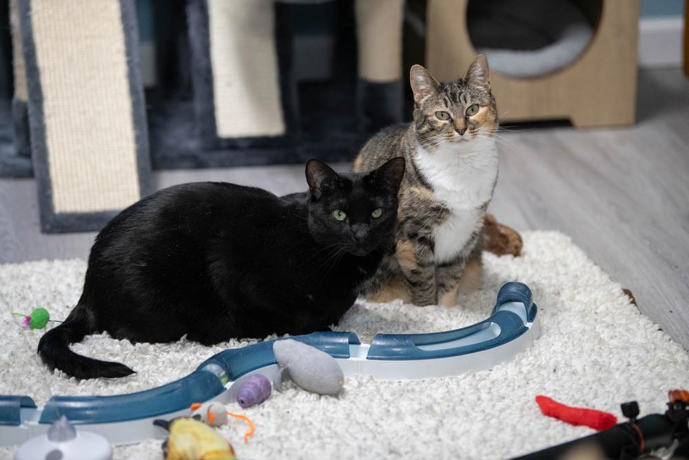 Enlarge Licorice, a Adoptable Domestic Short Hair in Harpers Ferry, WV image 4/6