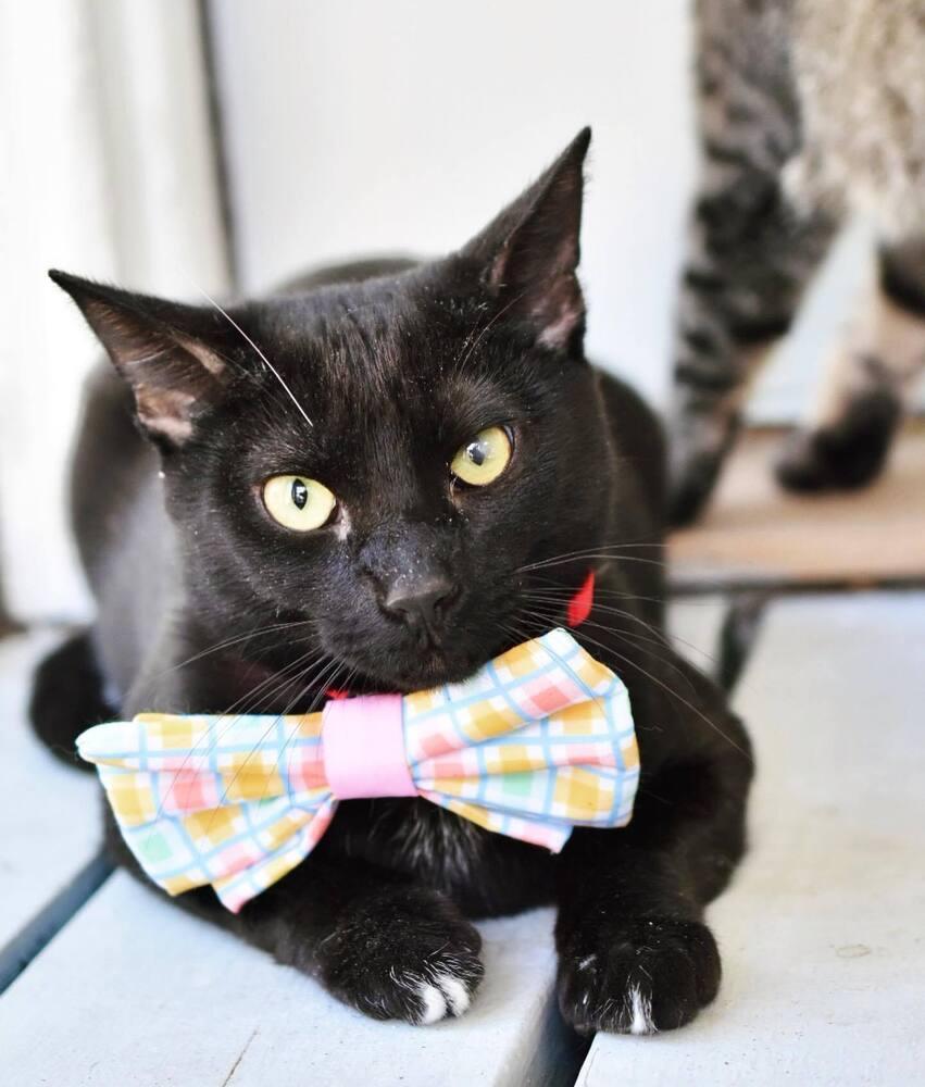 Licorice, a Adoptable Domestic Short Hair in Harpers Ferry, WV image 3/4