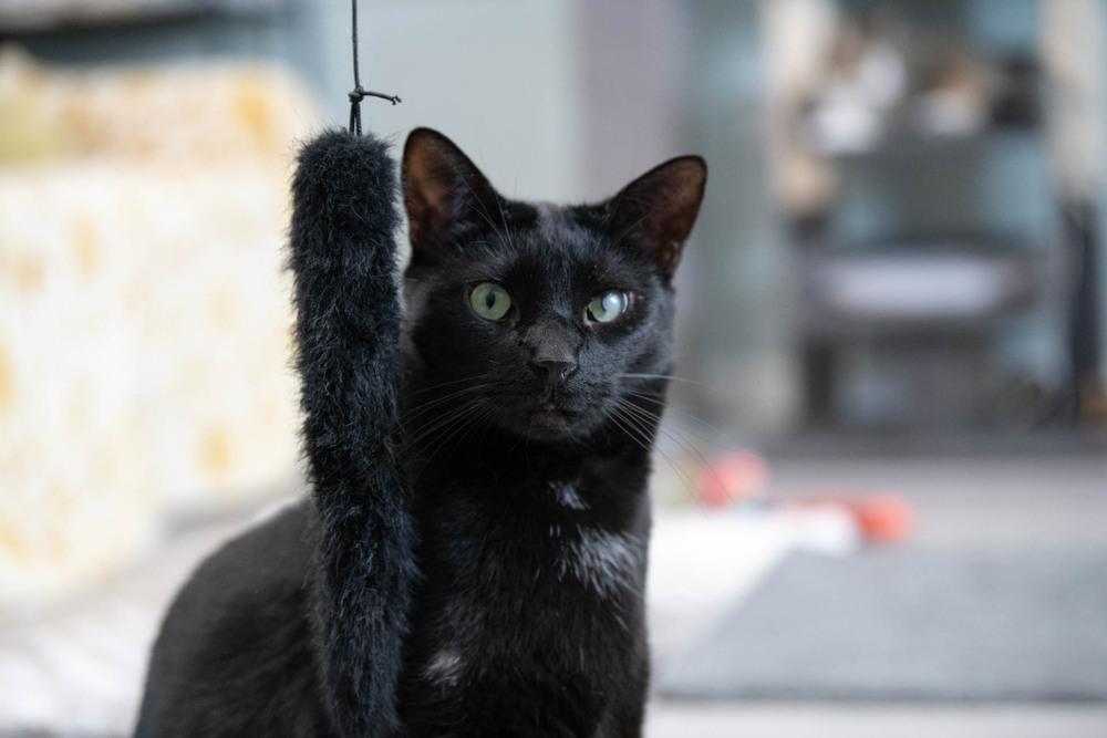 Enlarge Licorice, a Adoptable Domestic Short Hair in Harpers Ferry, WV image 5/6