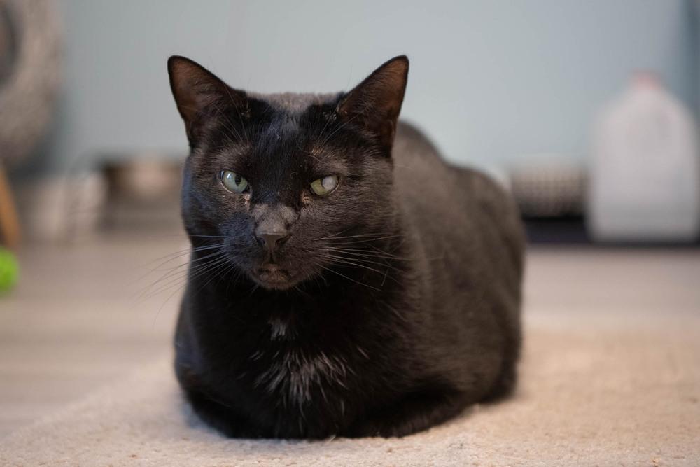 Enlarge Licorice, a Adoptable Domestic Short Hair in Harpers Ferry, WV image 6/6
