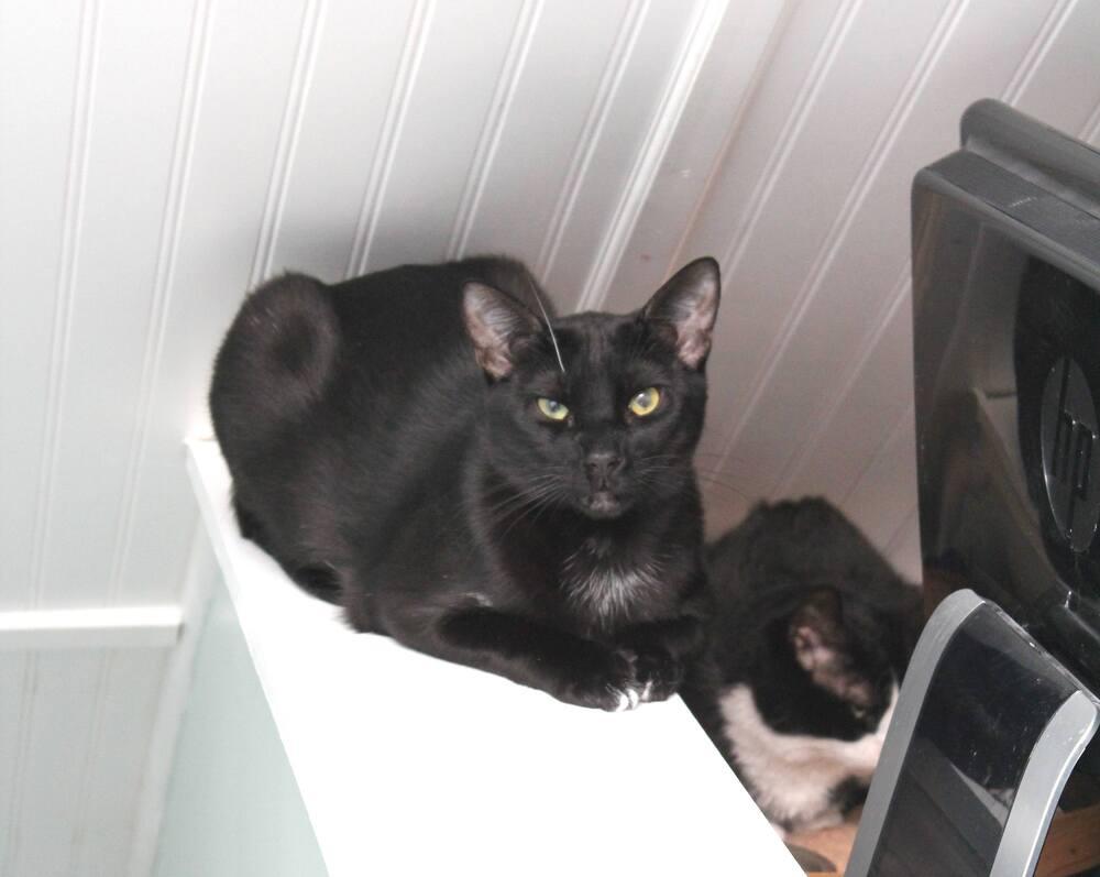 Licorice, a Adoptable Domestic Short Hair in Harpers Ferry, WV image 4/4